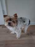 Oddam psa Yorkshire Terrier Biewer 4 letni