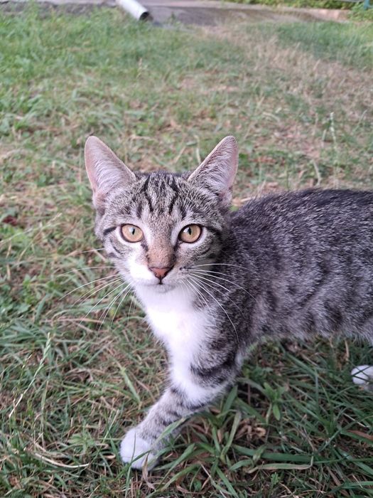 Кошенята в добрі руки