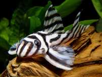 L046 Zebra Zbrojnik 5,5-6cm oraz 7,5-8cm