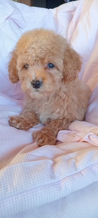 Дівчинка біля Львова