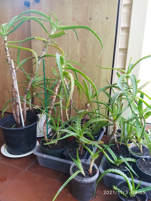 Столетник,денежное дерево