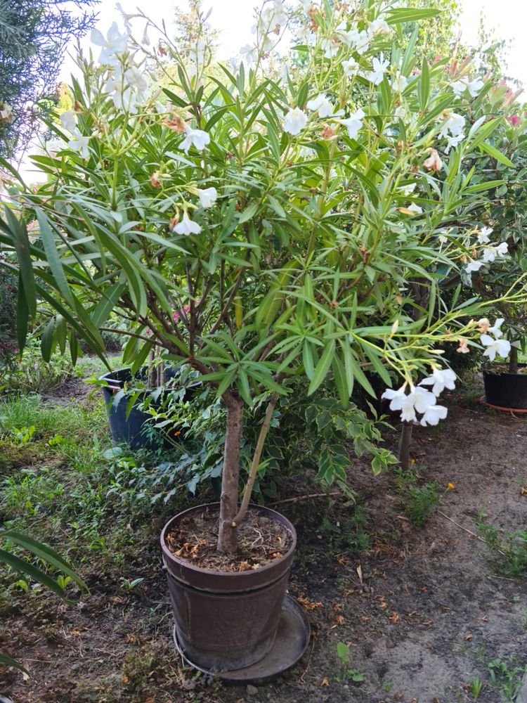 Oleander na pniu duzy