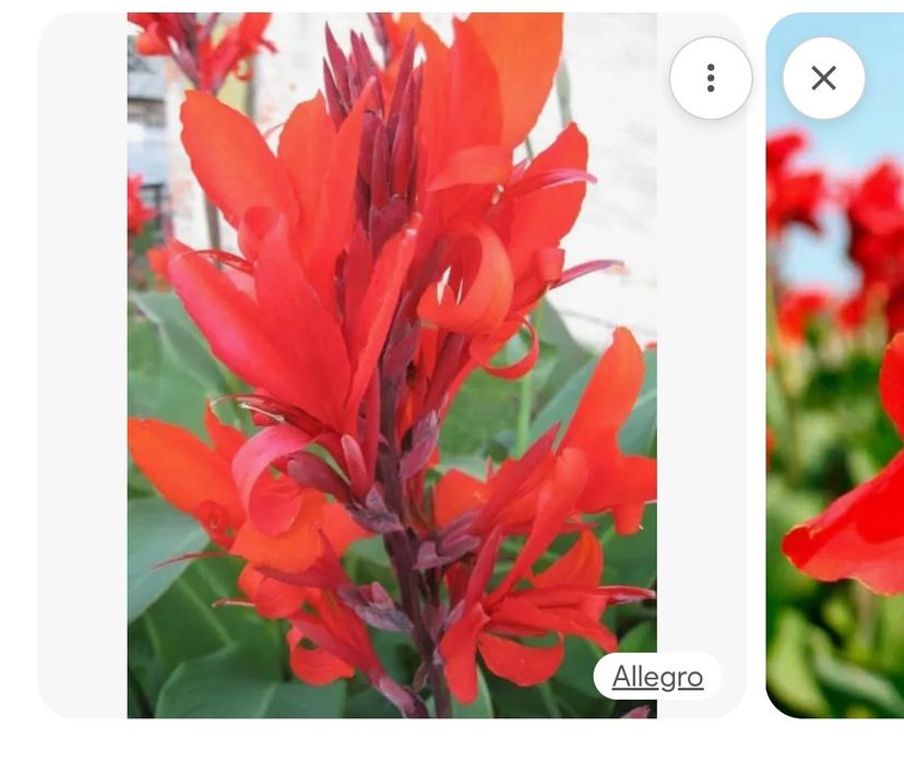 Kanna paciorecznik kłącza