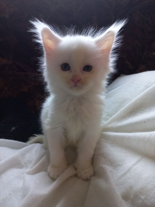 Biały kocurek Maine Coon