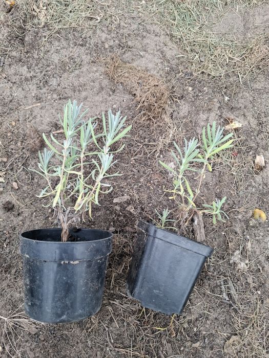 Lawenda wąskolistna fioletowa sadzonki 2 szt sadzonka