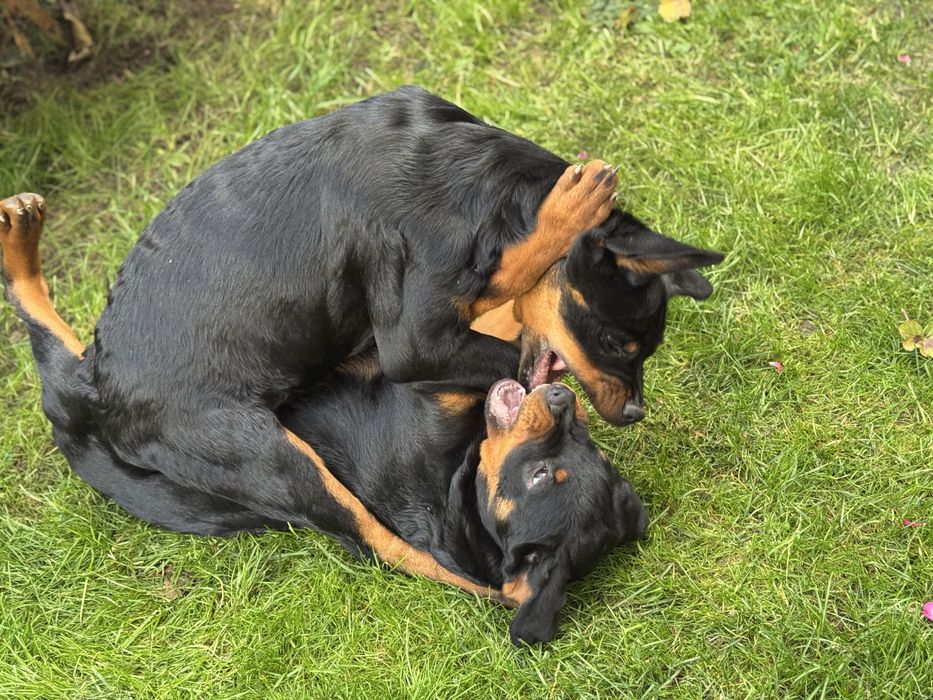 Цуценята Ротвейлера