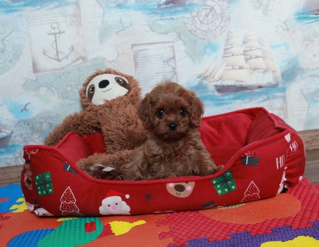 Кавапу ф1, Мальтипу купити Кавалер Кінг Чарльз Спаніель Cavapoo