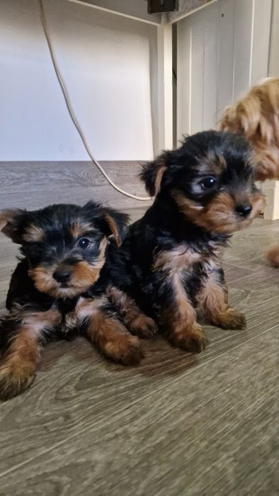 Щенки йорки 2 месяца
