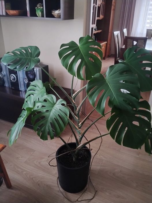 Monstera roslina