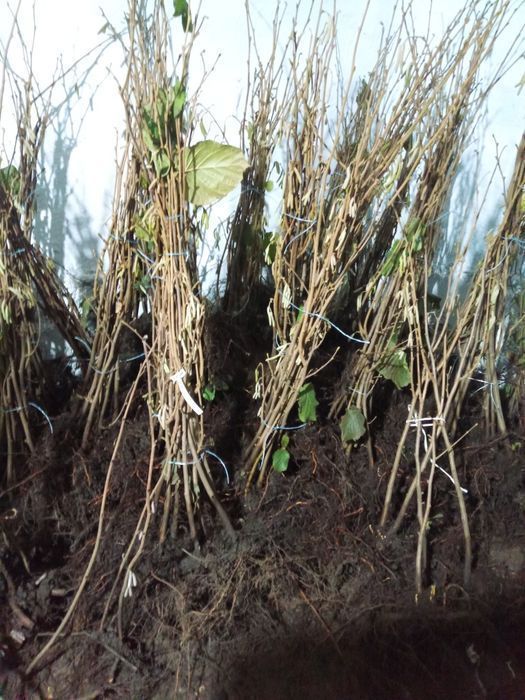 Саджанці відводків фундука / Саженцы фундука (отводки) с питомника.