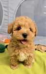 Malutka XxS sunia maltipoo badania szkolenie wyprawka pudel toy maltań