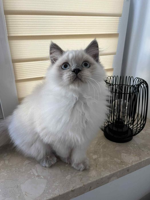 Kotki brytyjskie koty kociaki kocięta brytyjskie brytyjczyki