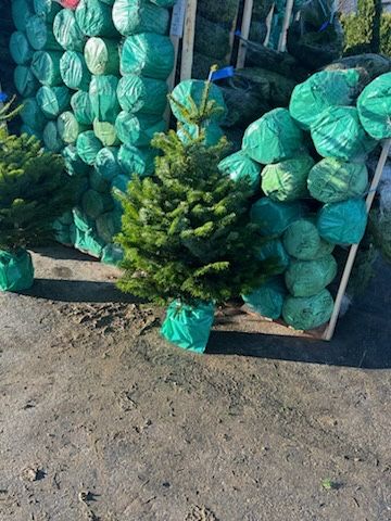 Jodla kaukazka rosnaca w donicy