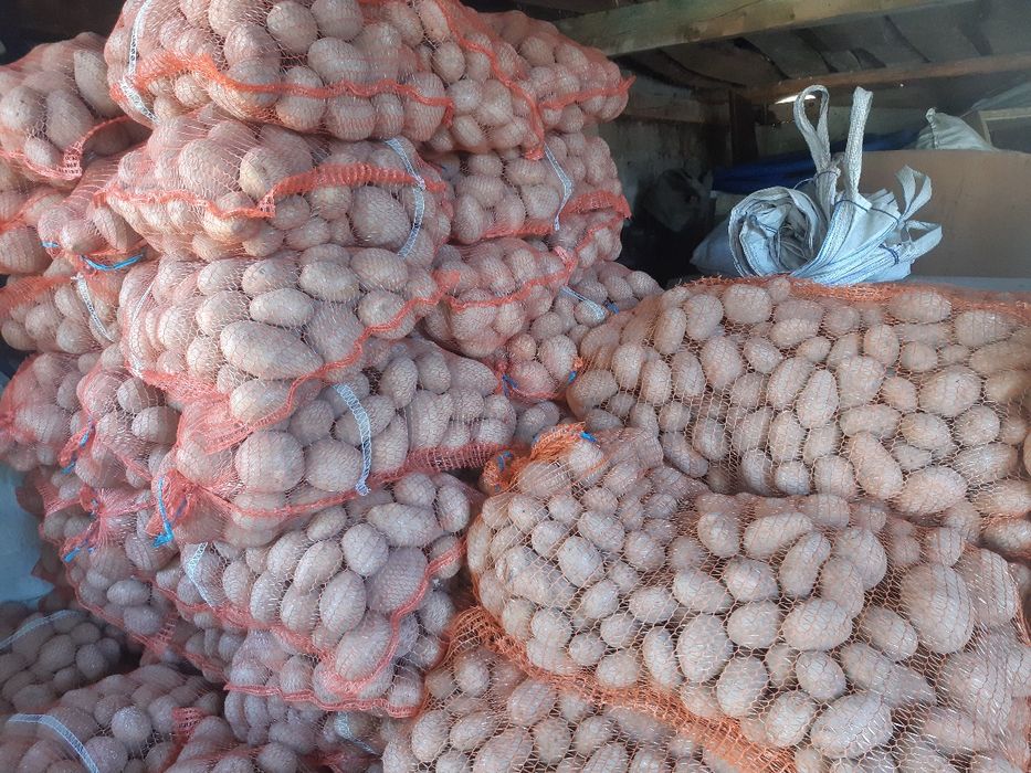Ziemniaki odmiany jadalne na oborniku pakowane po 15kg lub 30kg!!!