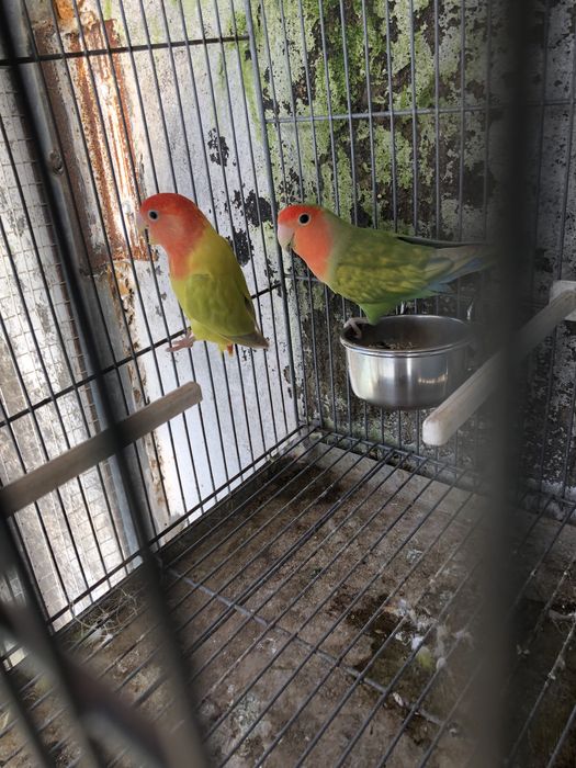 Casal de agapornis reprodutor