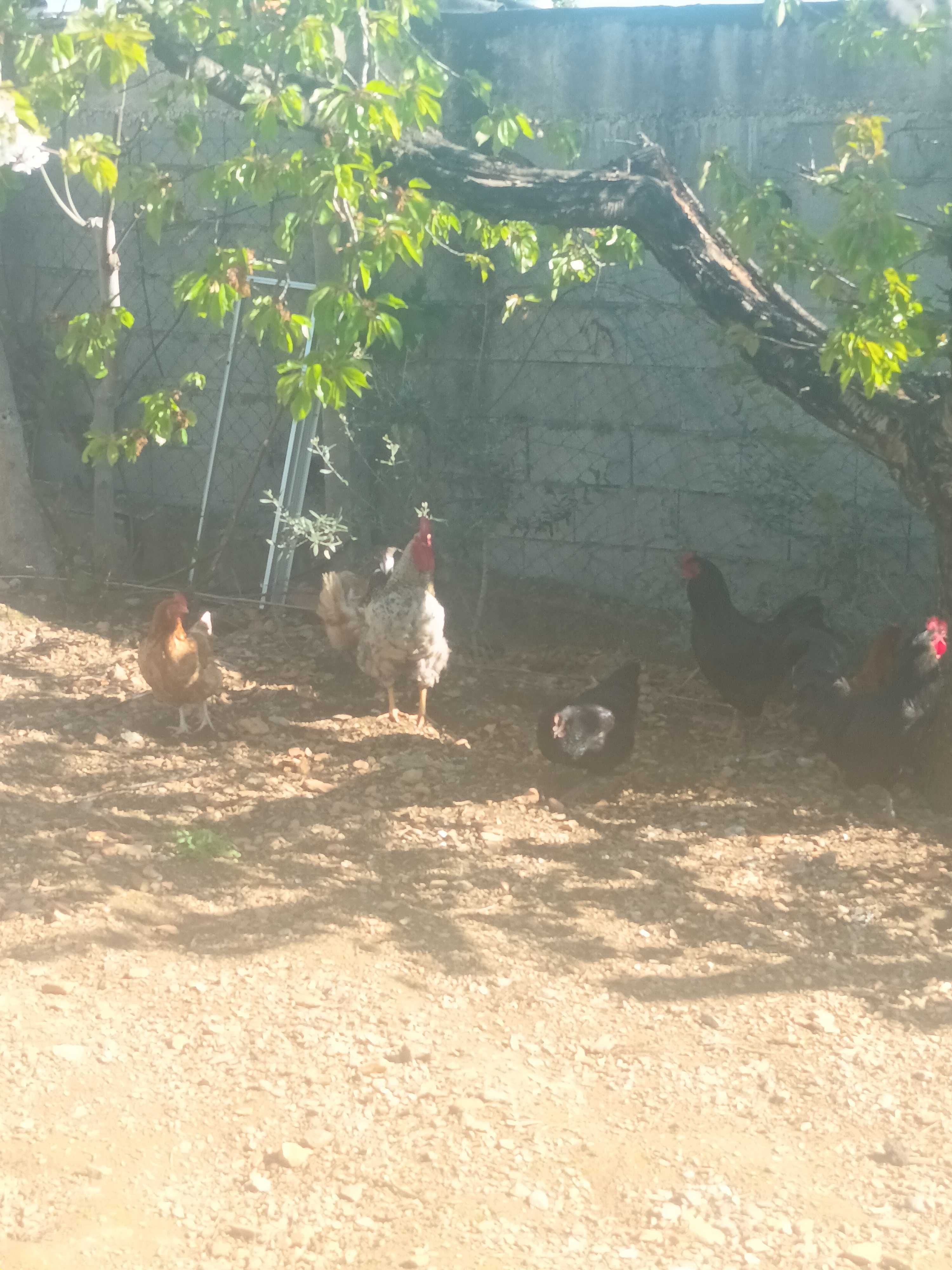 Ovos galinha 4€ a dz