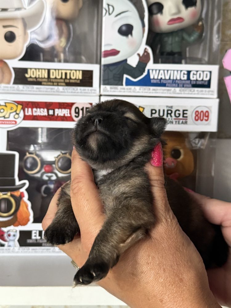 Szpic miniaturowy pomeranian dziewczynka