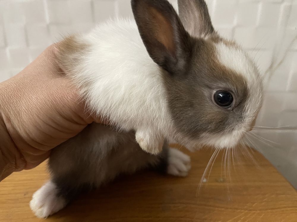 Міні кролик, декоративний кролик