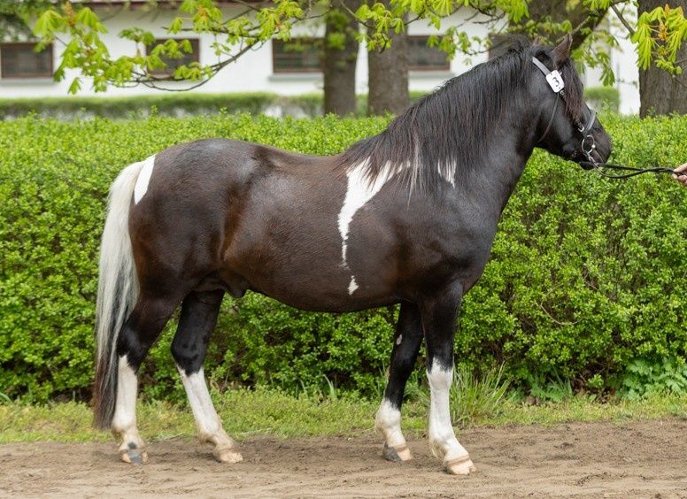 Stanówka ogierem Onczao (Gurgul)