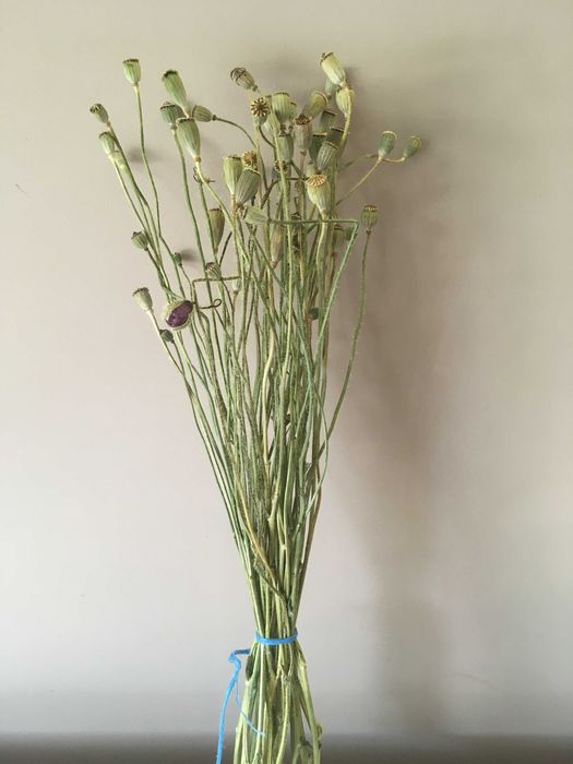 Букети - сухоцвіти польового та декоративного маку.