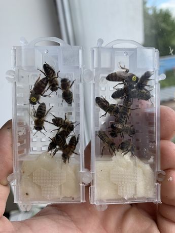 Неплідні бджоломатки Карніка