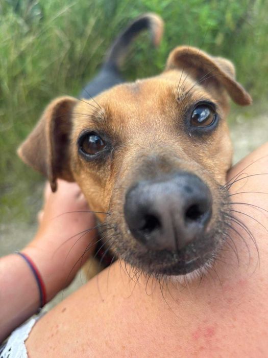 Bilbo młody pies w typie pinczerka do adopcji