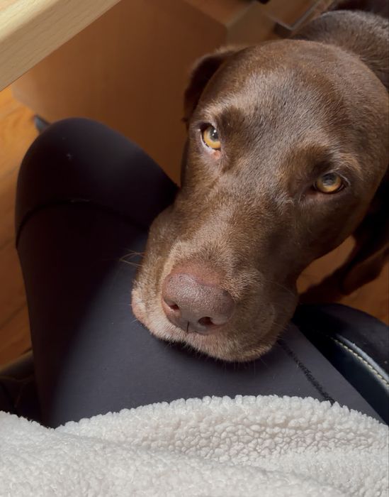 Pet sitting ou apoio ao domicilio Leiria