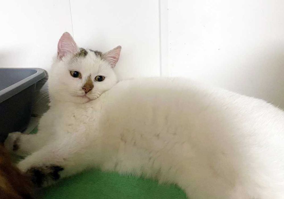 Чудовий ласкавий і ніжний котик-красунчик Нясік (6 міс.). Кастров. Кот