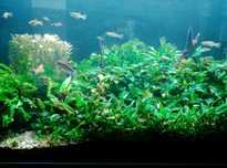 Paproć wodna Microsorium Windelow