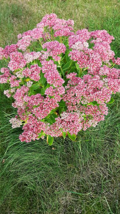 Kwiaty w donicy,zimujące idealne na ozdobe tarasu,ogrodu,na cmentarz.