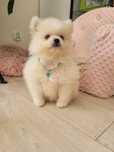 Szpic miniaturowy pomeranian