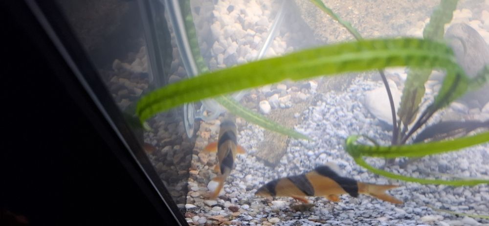 Rybki  bocje wspaniale 4 szt