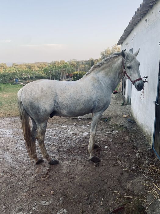 Cavalo Puro Sangue Lusitano CN