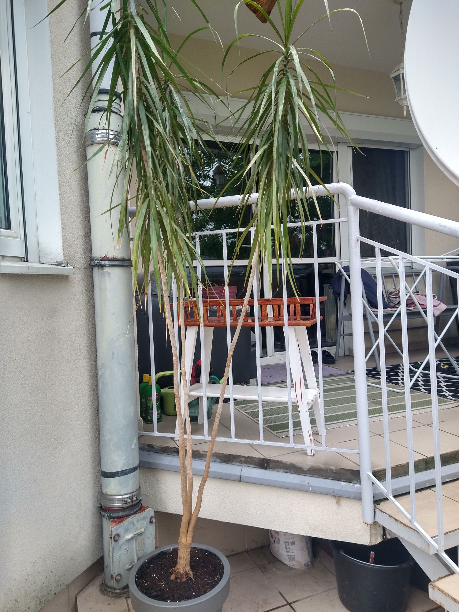Dracena Marginata  2,8m