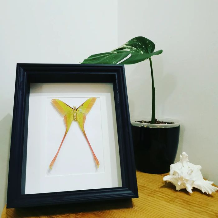 Actias dubernardi real