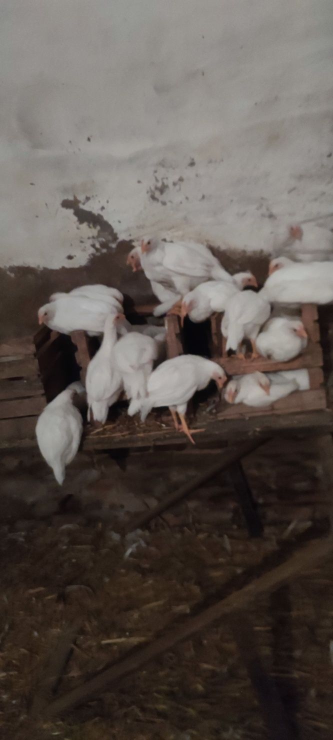 Sprzedam kurczęta lekhorn