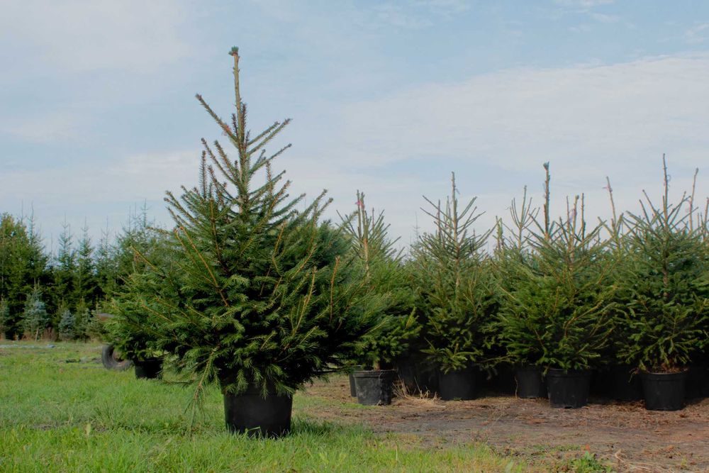 Świerk pospolity kopany z korzeniami - W DONICZCE 70-90cm ŚWIĄTECZNY