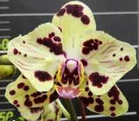 Орхидея бабочка Спанч Боб росте квітонос