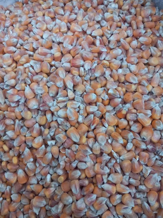 Kukurydza sucha tegoroczna