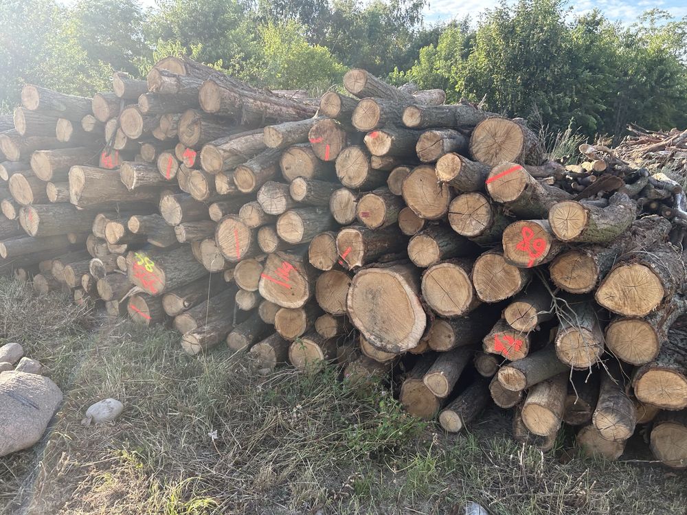 Drewno drzewo opał dąb