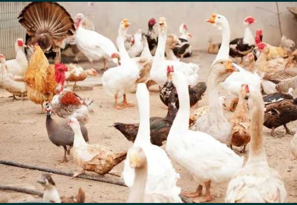 Indyki gęsi kaczki koguty króliki