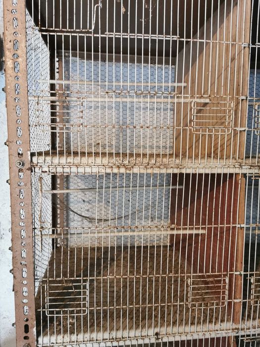 Gaiola, canarios, exóticos