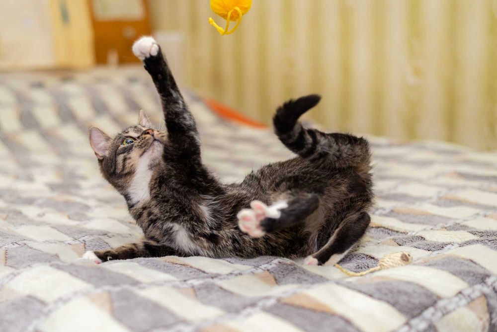 Котик Масік шукає родину