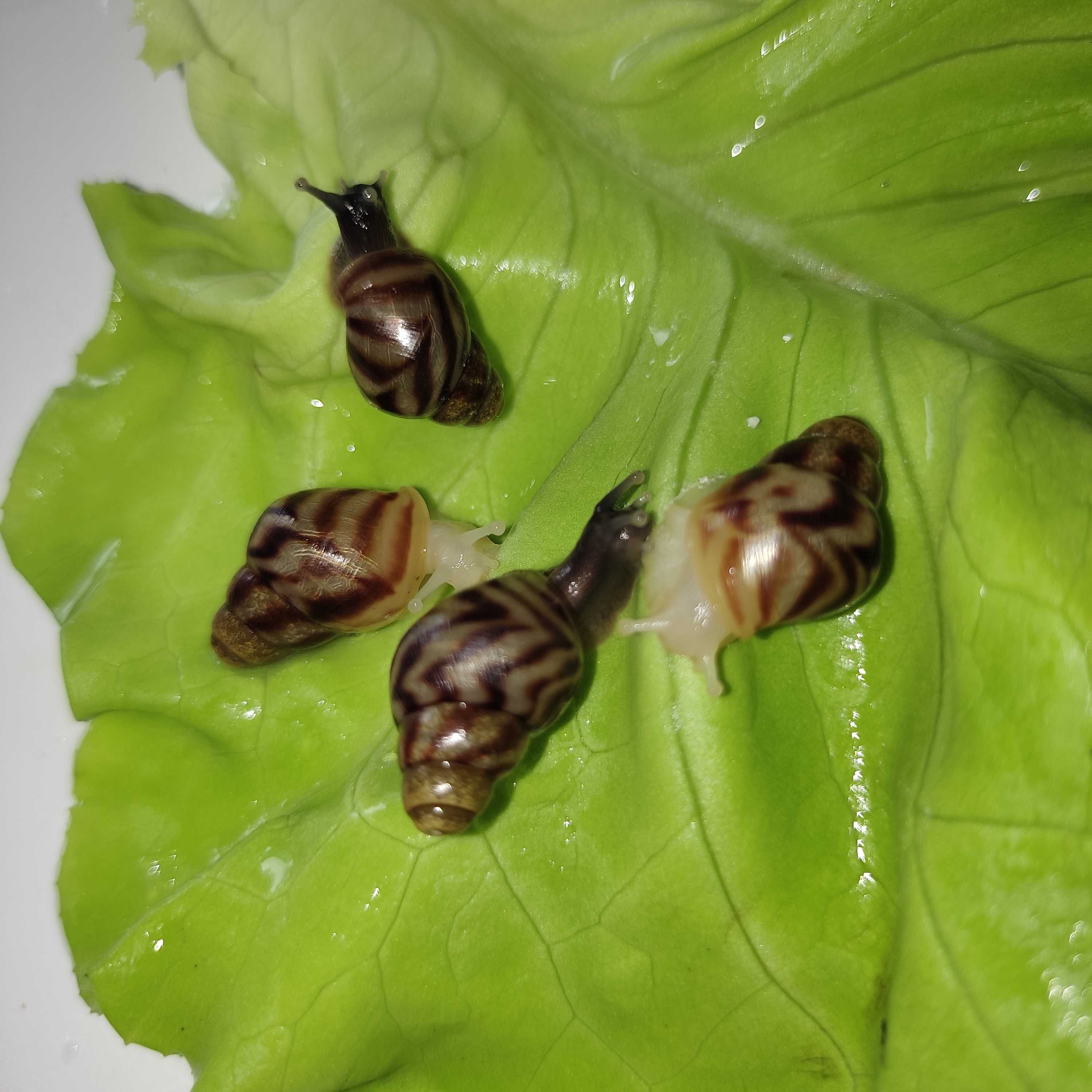 Ślimak afrykański Lissachatina reticulata. Może być wysyłka.
