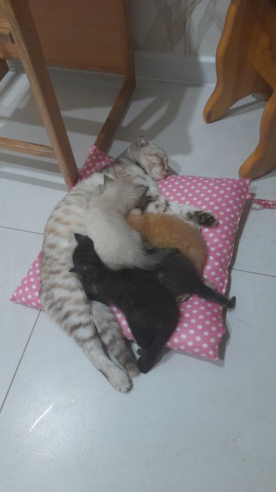Котята шотландской вислоухой