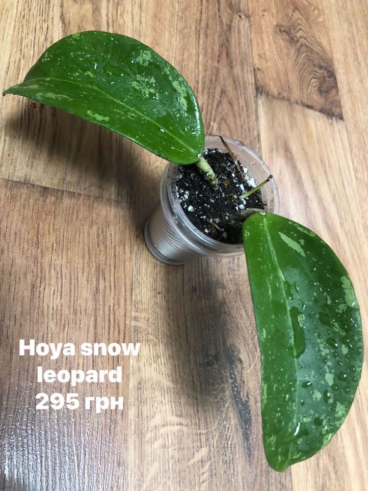 Hoya хойї різних сортів вкорінені