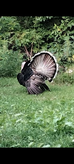 Продам індиків віком 1 рік