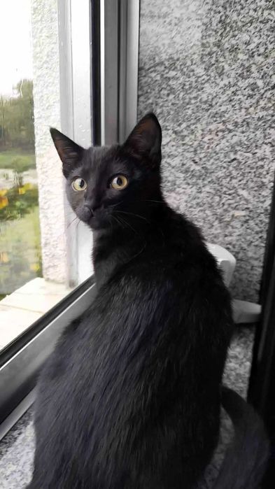 Gatinha da Sorte com 4 meses, procura uma família!