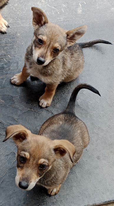 Двомісячні дівчата шукають нову родину