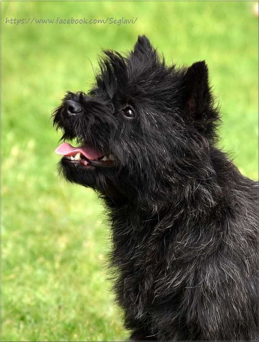 Cairn Terrier - rodowodowy (ZKwP/FCI) piesek po szwedzkim MULTICH